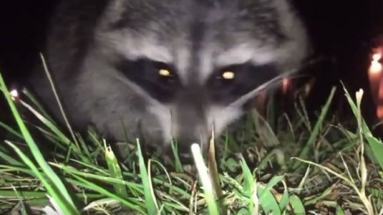 Снимка: YouTube