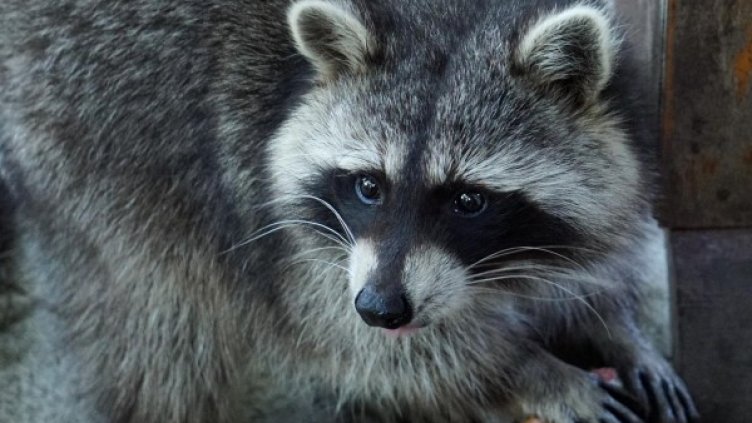 Снимка: БулФото