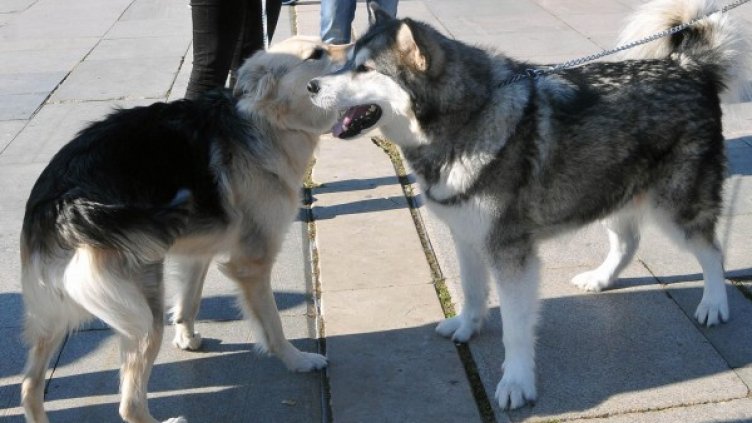 Снимка: архив, БулФото