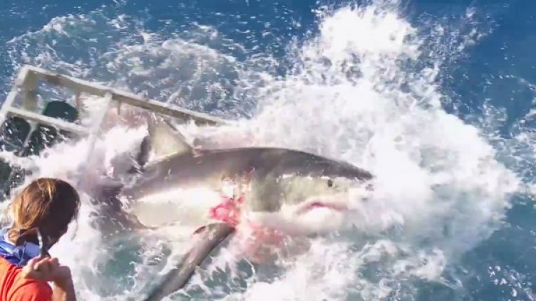 Снимка: YouTube