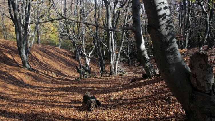 Архив: Булфото