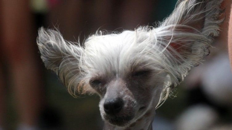 Архив: Булфото