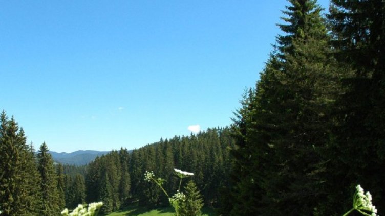 Снимка: Булфото, архив