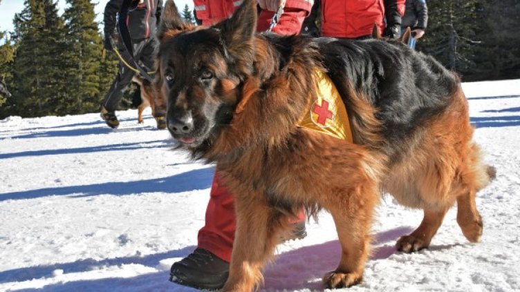 Снимка: Булфото, архив