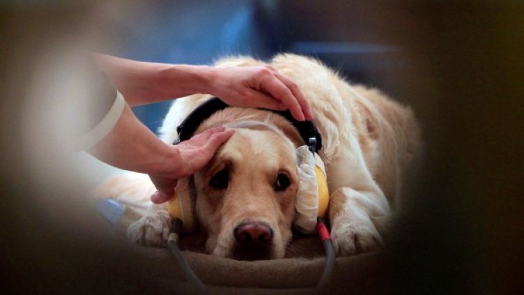 Снимка: Булфото, архив