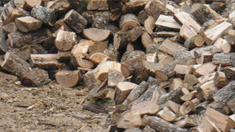 Архив: Булфото