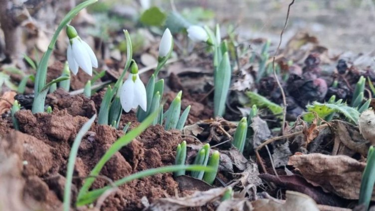 Снимка Пиксабей