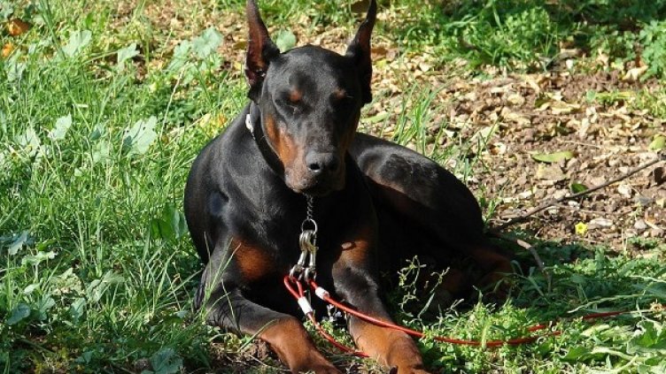 Снимка: flickr