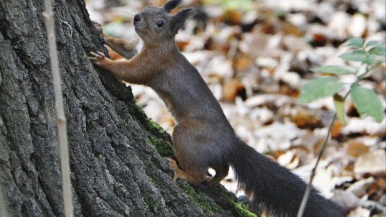 Снимка: Олег Попов, Dnes.bg