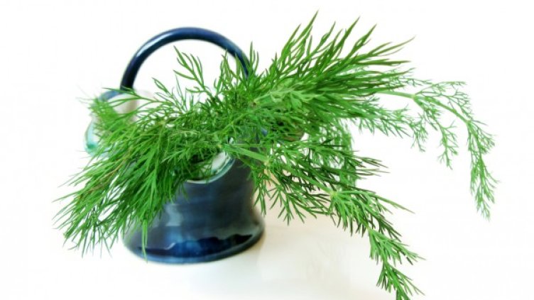 Снимка: freeimages