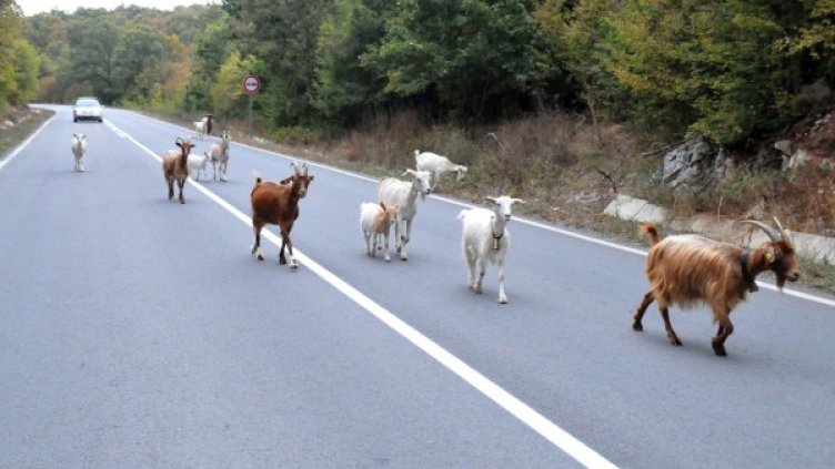 Снимка: архив "Булфото"