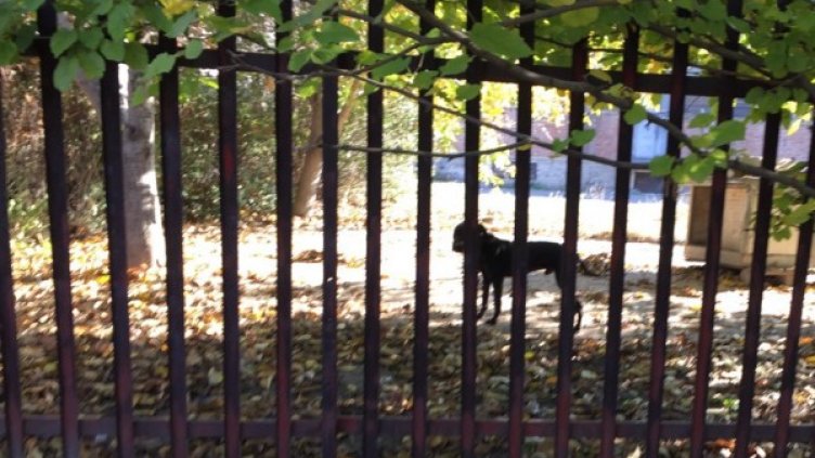 Разкриха арена за боеве с питбули - закопчаха двама