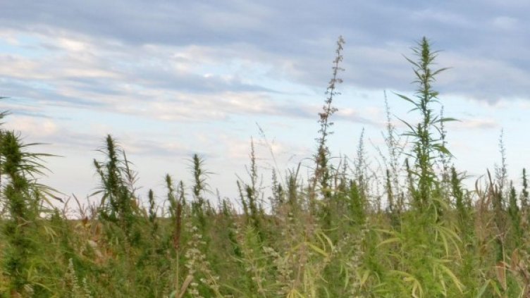 Снимка: Булфото, архив