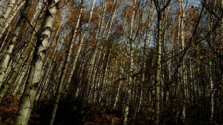 Архив: Булфото