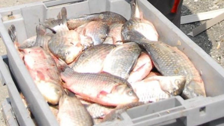 Снимка: Булфото, архив