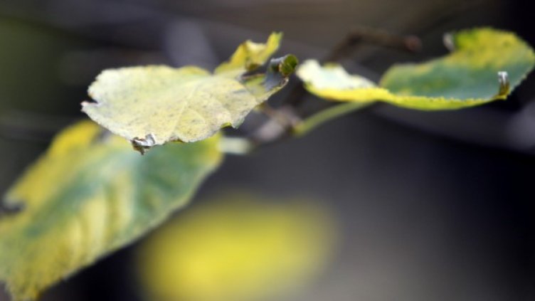 Снимка: Олег Попов, Dnes.bg