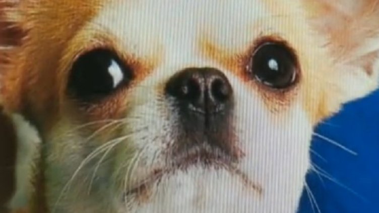 Снимка: Кадър БНТ