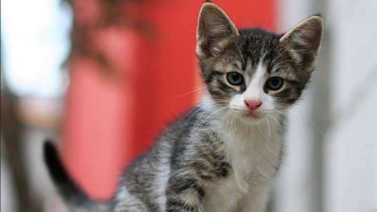 Снимка: flickr