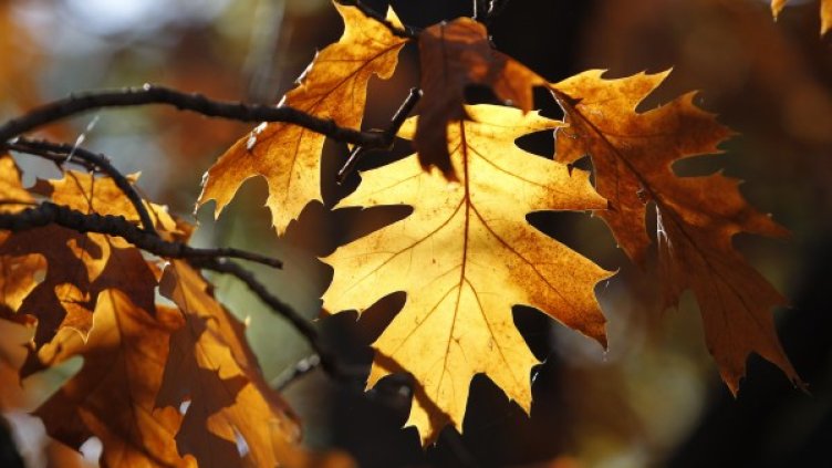 Снимка: Олег Попов; Dnes.bg