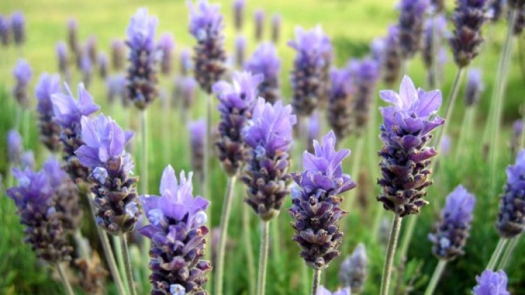 Снимка: freeimages