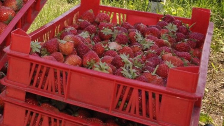 Снимка: архив, БулФото