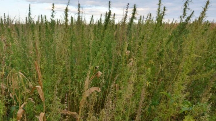 Снимка: Булфото, архив