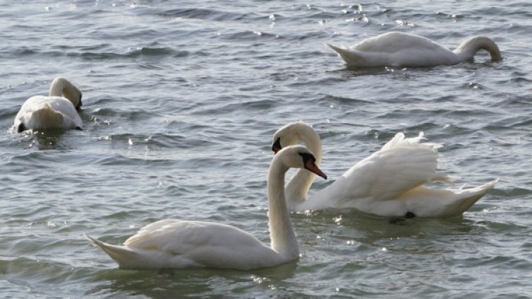 Снимка: Булфото