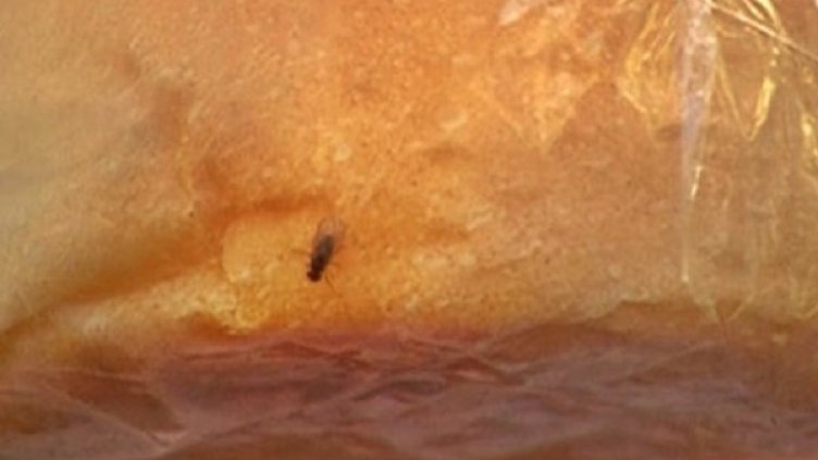 Снимка: "Монитор"