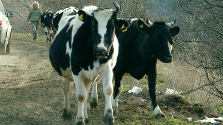 Снимка: Булфото, архив