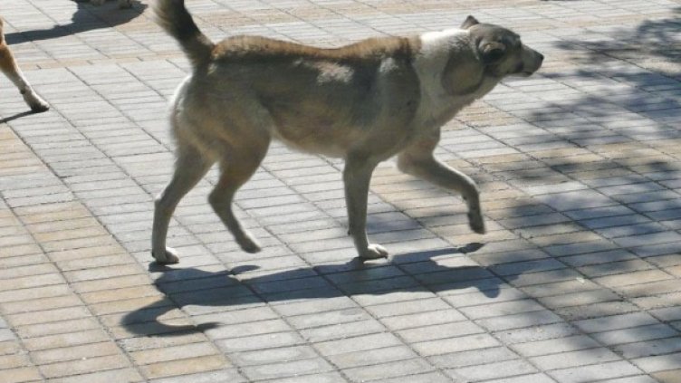 Архив: Булфото