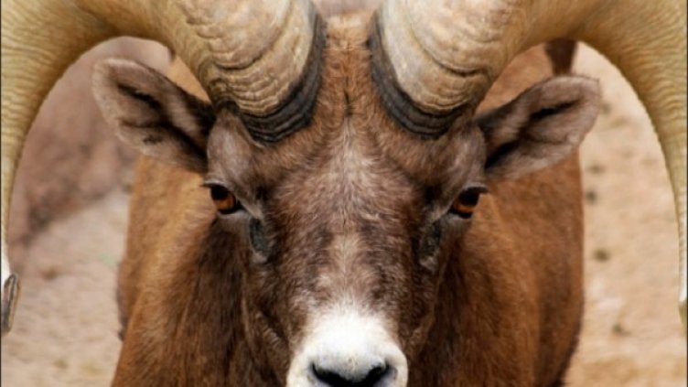 Снимка: flickr