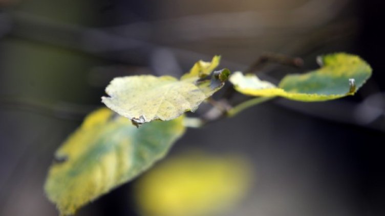 Снимка: Олег Попов; Dnes.bg