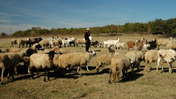 Снимка: Булфото, архив