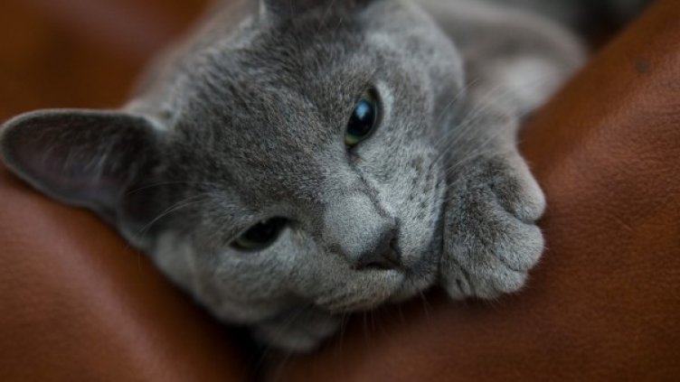 Снимка: freeimages