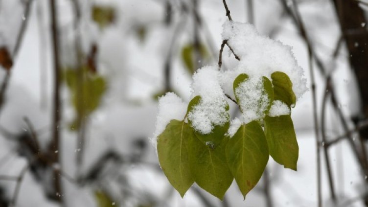 Снимка: Булфото