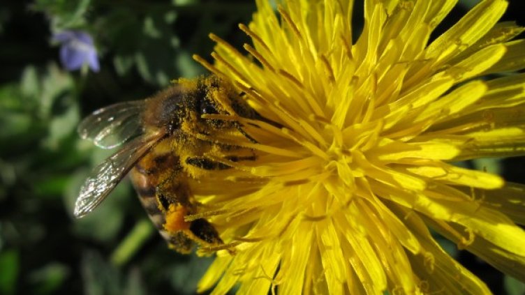 Снимка: БТА, архив