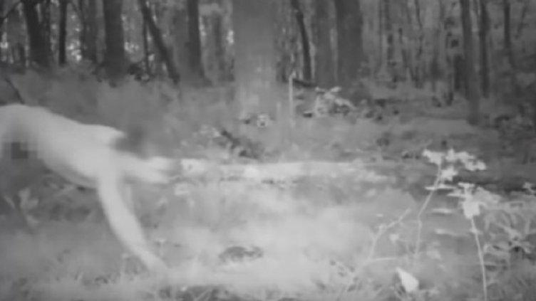 Снимка: кадър, Youtube