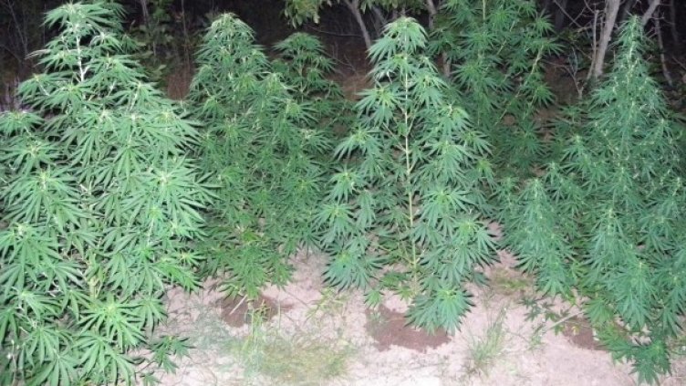 Архив: Булфото