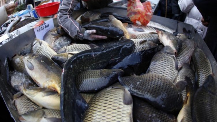 Снимка: Олег Попов, Dnes.bg