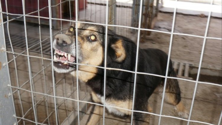 Снимка: архив Булфото