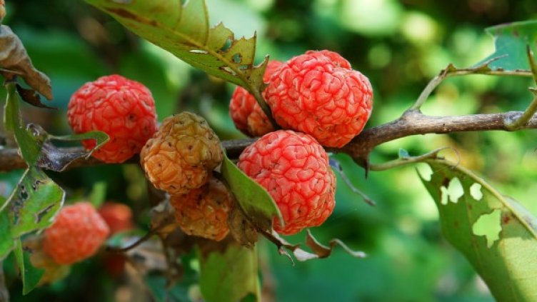 Снимка: flickr