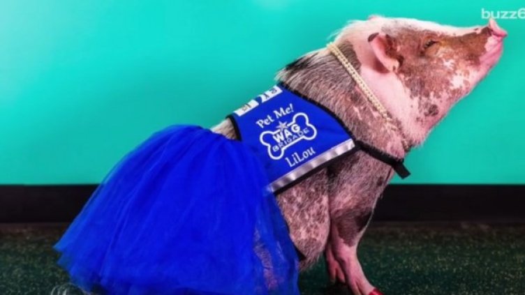 Снимка: YouTube