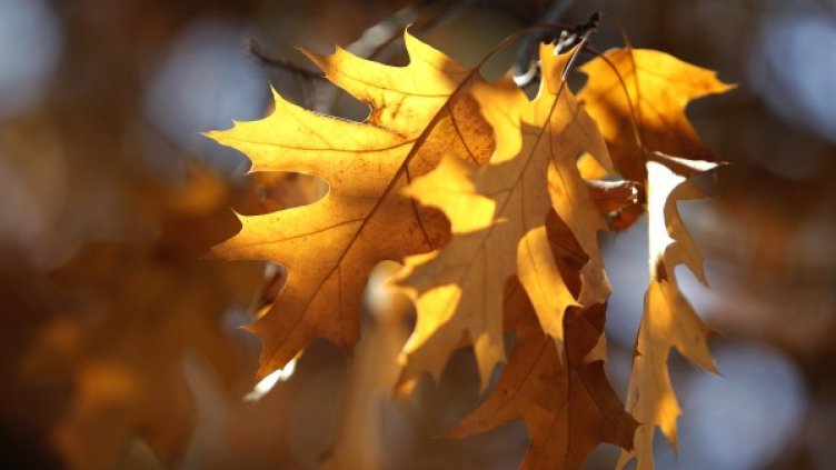 Снимка: Олег Попов, Dnes.bg