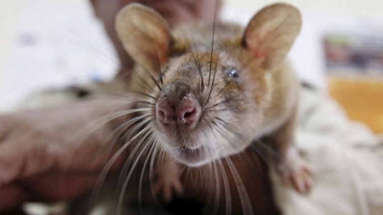 Снимка: Reuters, архив