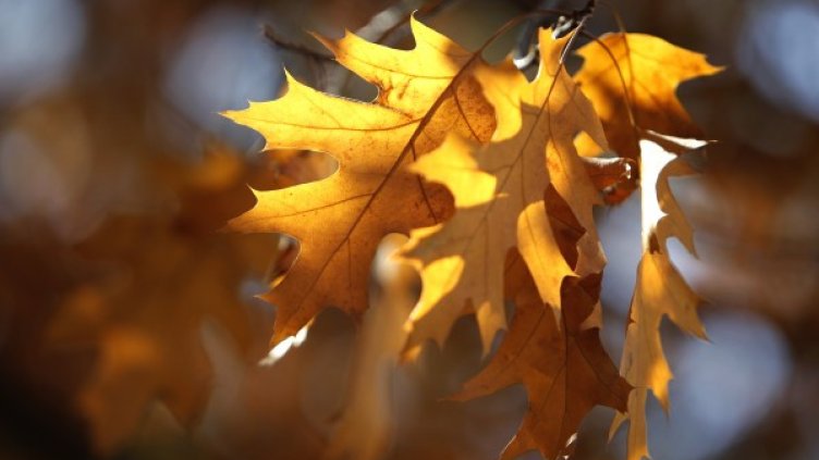 Снимка: Олег Попов; Dnes.bg