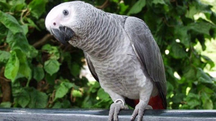 Жорко. Снимка: "България днес"