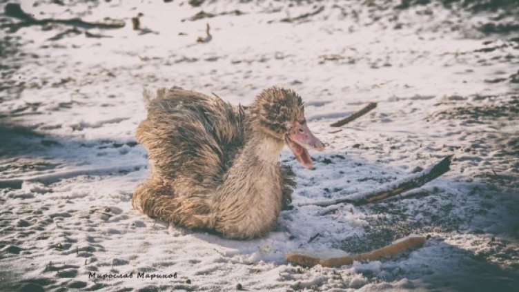 Снимка: Мирослав Маринов