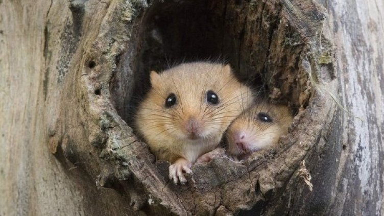 Снимка: flickr