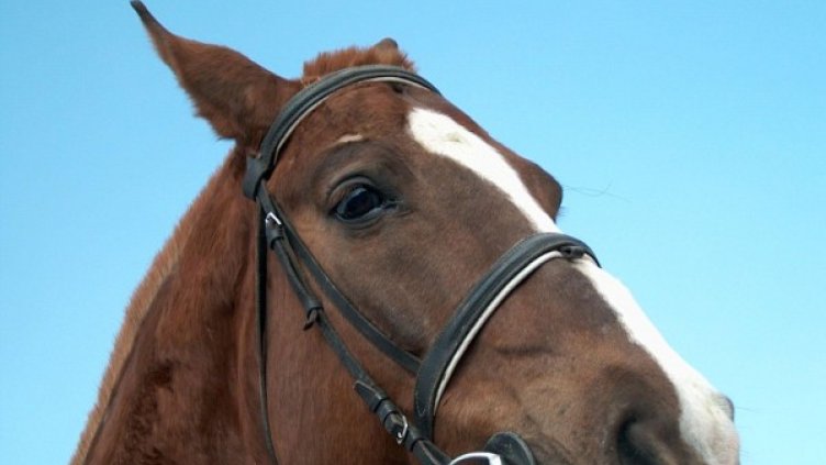 Снимка: Булфото