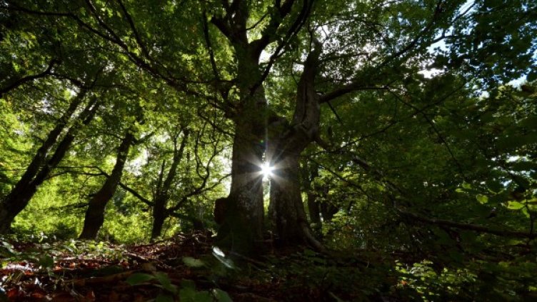 Снимка: архив, БулФото